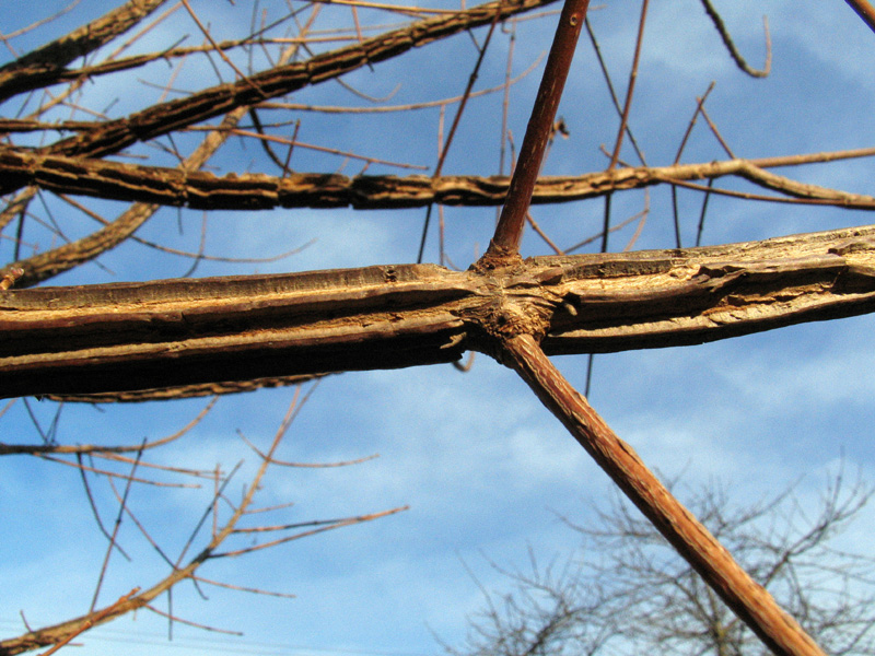 Differenze tra Acer campestre e Ulmus campestris